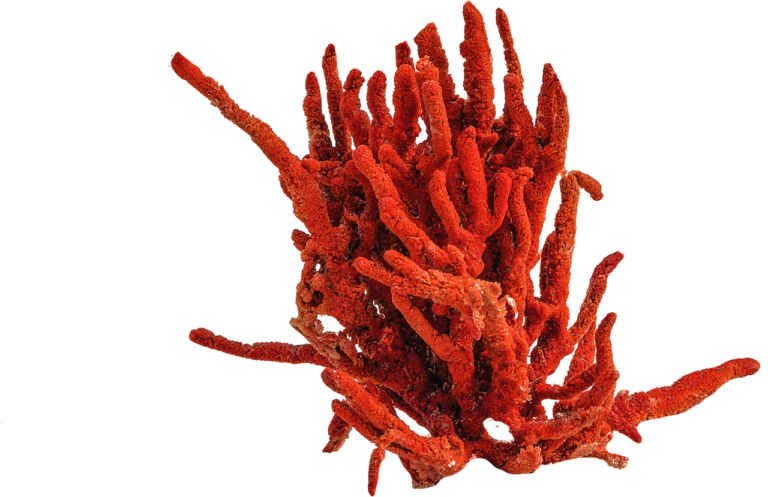 Salvaguardia dei coralli: una biopasta conduttiva per il restauro e  un cerotto naturale per curarli