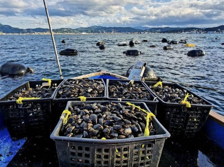 mitilicoltura cozze molluschi spezia