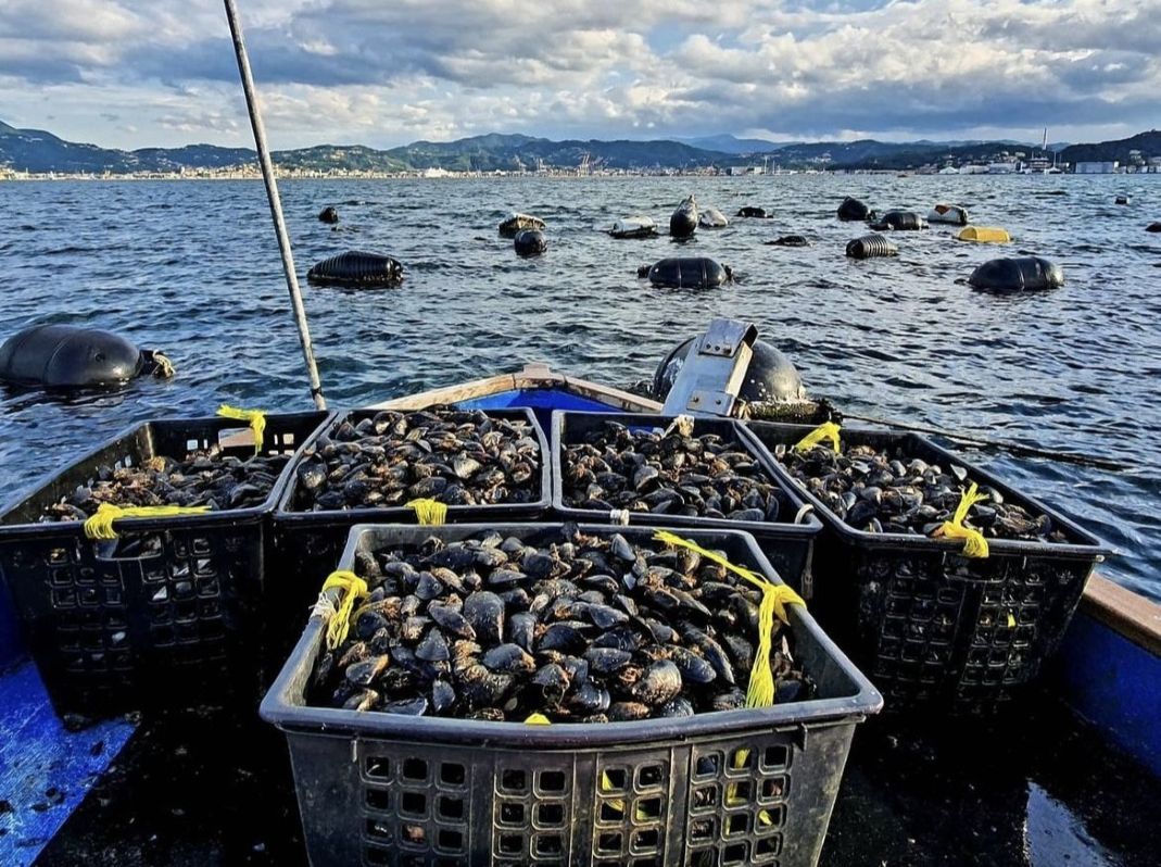 Allevamento molluschi, pubblicato il bando del Masaf per i ristori alle imprese Allevamento molluschi, pubblicato il bando del Masaf per i ristori alle imprese