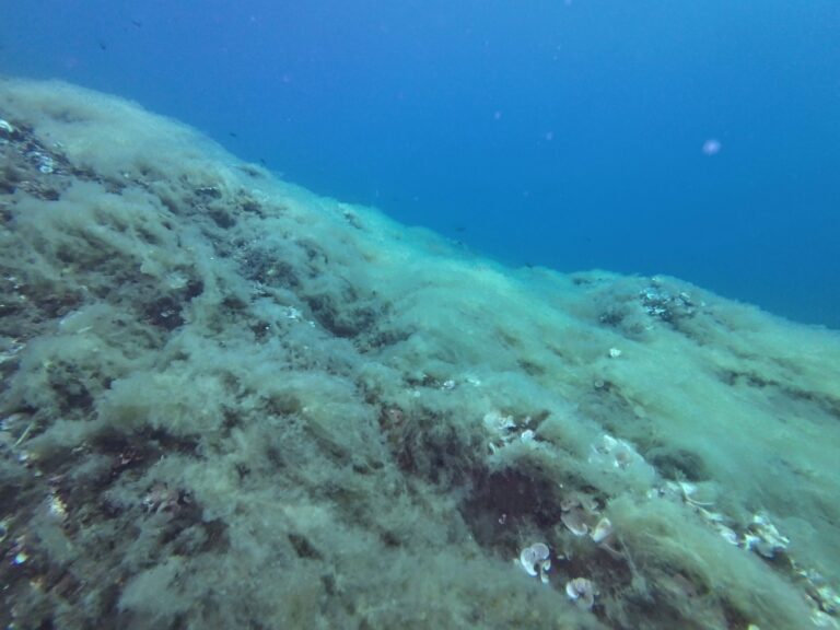 Mare caldo, uno studio Greenpeace-Distav Unige e Ogs mostra gli effetti drammatici sulla biodiversità marina