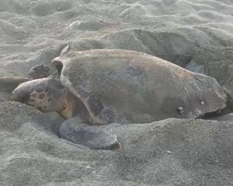 Savona, sulla spiaggia di Zinola un’altra deposizione di tartaruga caretta caretta