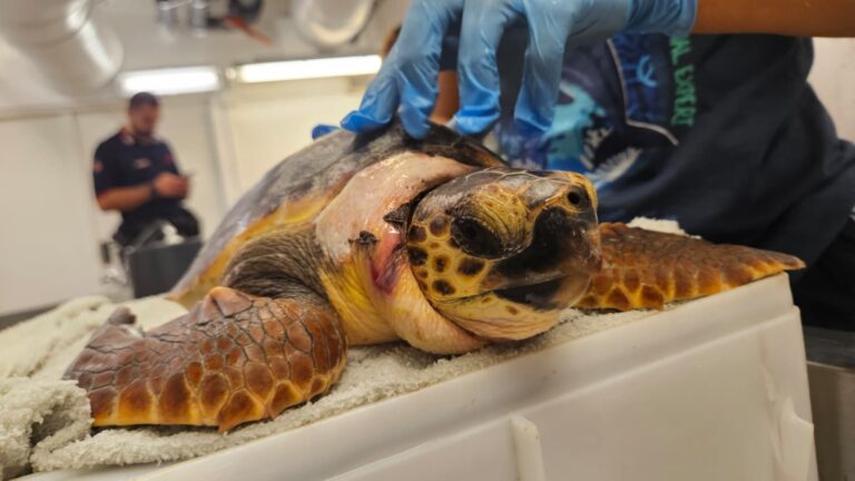 Tartaruga Caretta caretta soccorsa a Santo Stefano al Mare curata all’Acquario di Genova