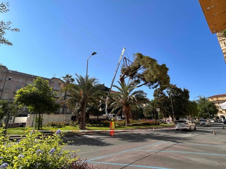 Chiavari, abbattuto un pino in piazza Roma