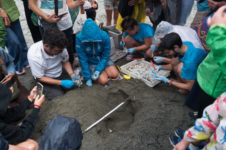 Nido tartaruga a Sestri Levante ufficialmente chiuso: nati 88 esemplari