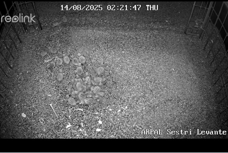 A Sestri Levante sono nate le prime tartarughe