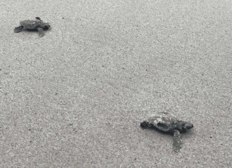 Nidi di tartaruga, ad Arma di Taggia nati 45 esemplari di Caretta caretta