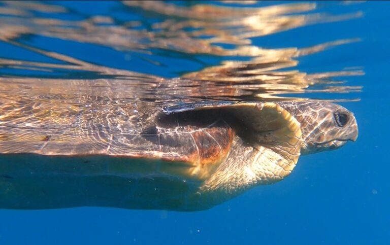 Acquario di Genova, rilasciata tartaruga caretta caretta soccorsa a Imperia