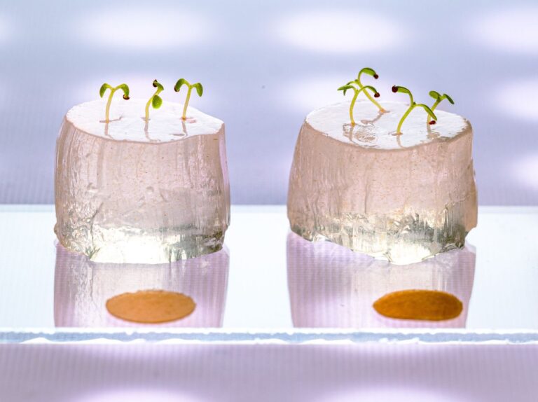 Dalla ricerca Iit e Unibz l’idrogel sostenibile e biodegradabile che fa crescere le piante