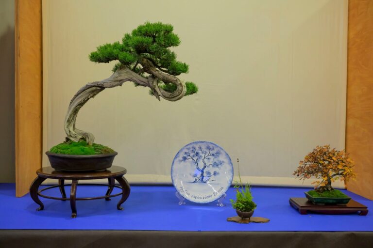Al Priamar di Savona torna la mostra “Bonsai in fortezza”