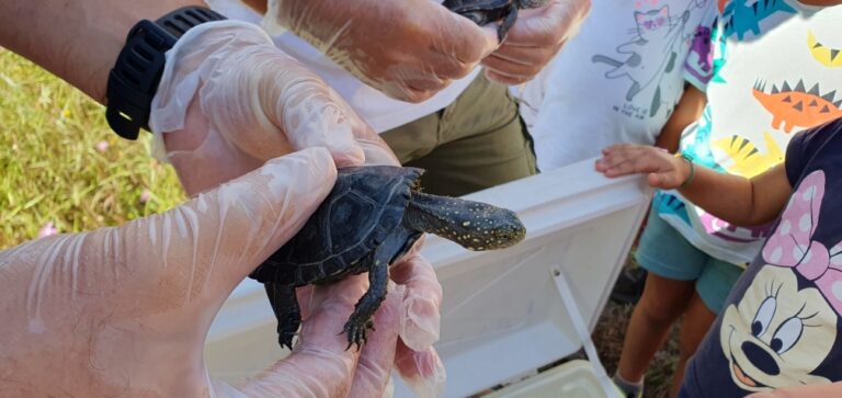 Ad Albenga il rilascio di quattro testuggini palustri Emys orbicularis