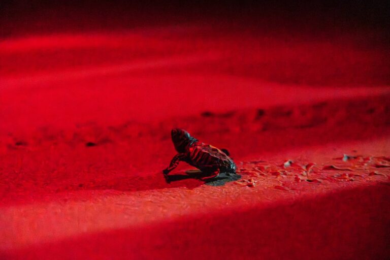 Nidi di tartaruga, emersi a sorpresa piccoli esemplari a Sestri Levante