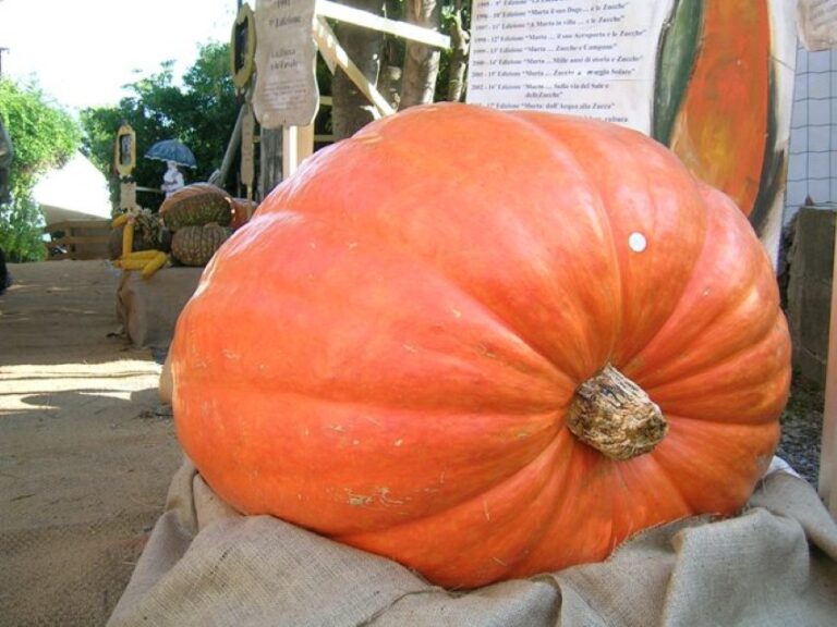 La Mostra della zucca di Murta nel 2025 non ci sarà