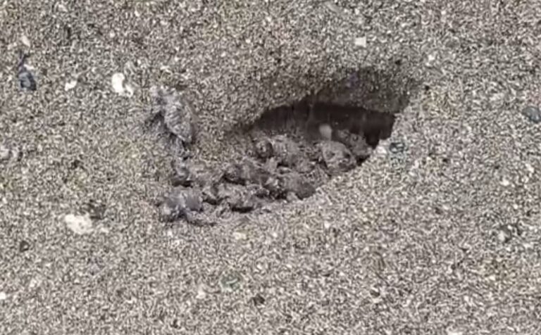 Nuova schiusa di Caretta caretta a Varazze: nate 63 tartarughine