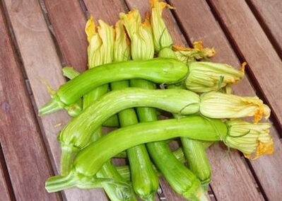 Albenga, il 20 settembre alla Festa del Volontariato, protagonista la zucchina trombetta