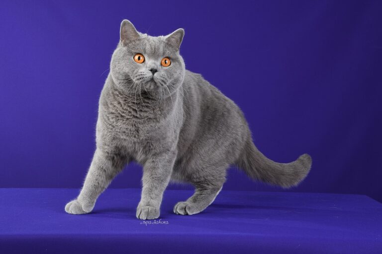 Esposizione internazionale felina a Genova l’11 e il 12 ottobre