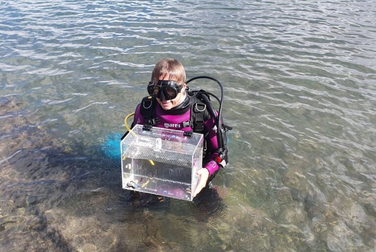 Oltre 150 cavallucci riprodotti all’Acquario di Genova rilasciati nel Mar Piccolo di Taranto