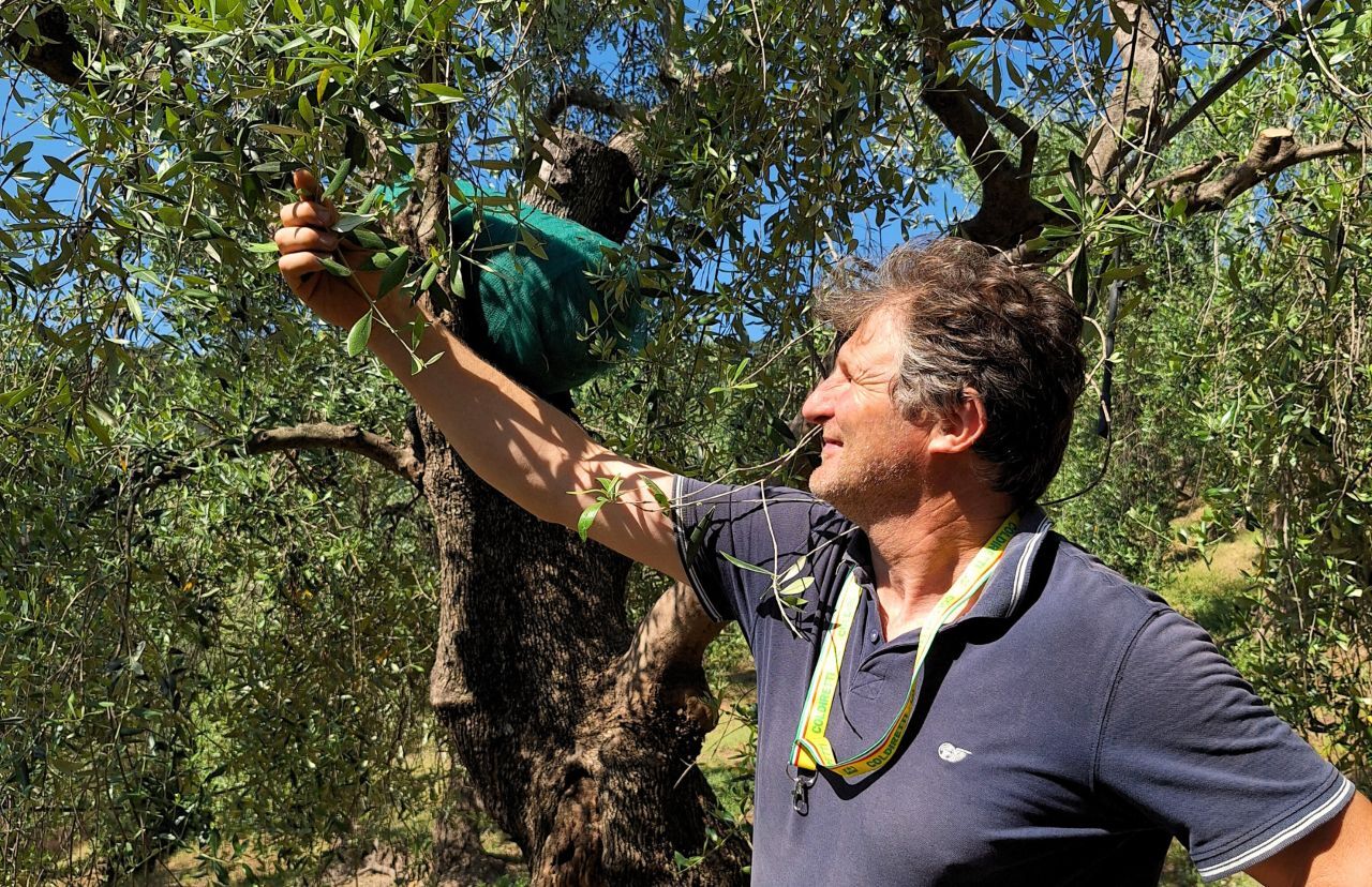 Giornata mondiale dell’olivo, Coldiretti celebra il simbolo della Liguria e i suoi olivicoltori