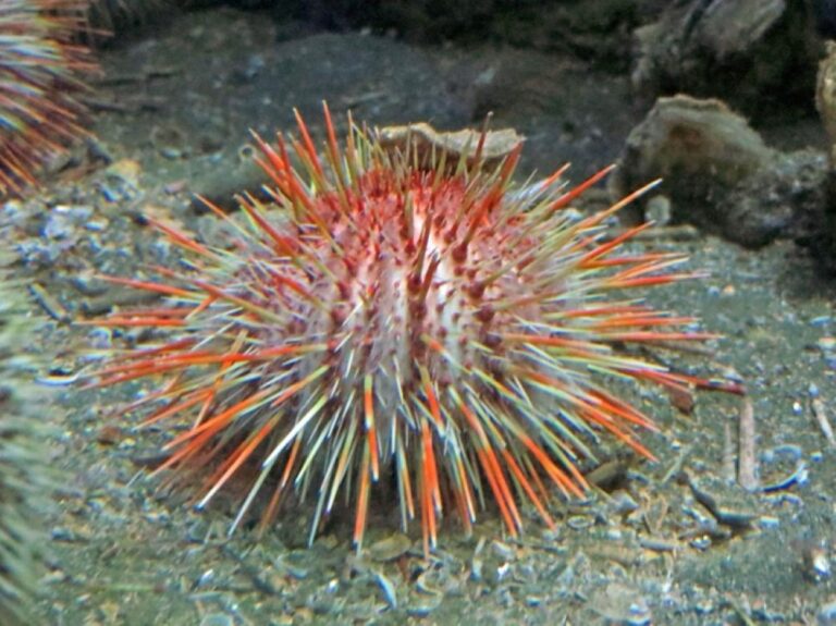 All’Acquario di Genova una nuova vasca dedicata agli abissi marini