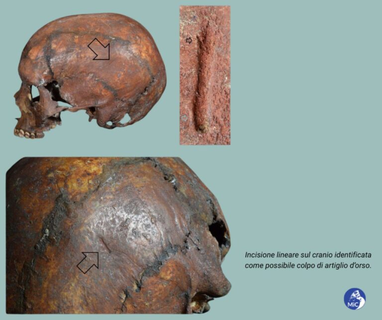 Archeologia, Grotta Arene Candide: il “Principe” fu probabilmente vittima dell’attacco di un orso