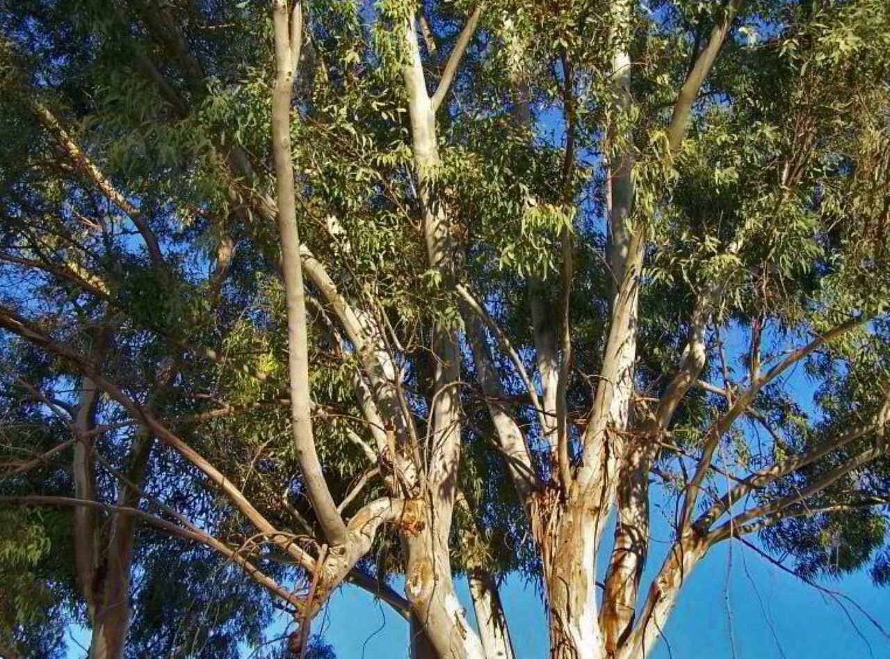 Sestri Levante adotta il Piano di gestione del rischio arboreo