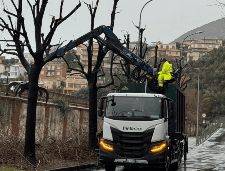 Albenga, iniziate le potature: riviste le tempistiche e incrementate le risorse