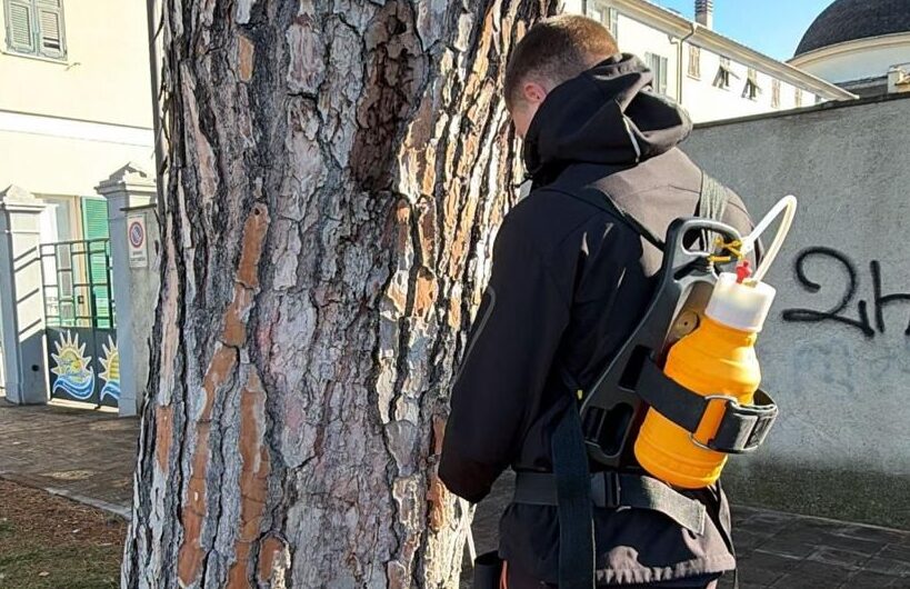 Processionaria: al via le azioni di prevenzione a Chiavari