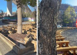 Radura della Memoria a Genova, iniziata la messa a dimora delle 43 piante