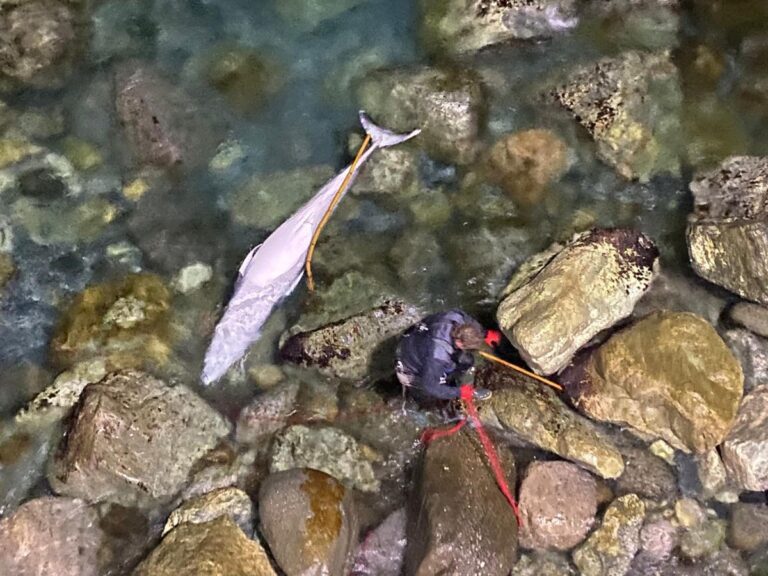 26.03.2024 Varazze – balenottera minore spiaggiamento cetacei