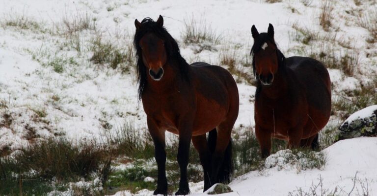 cavalli aveto inverno neve