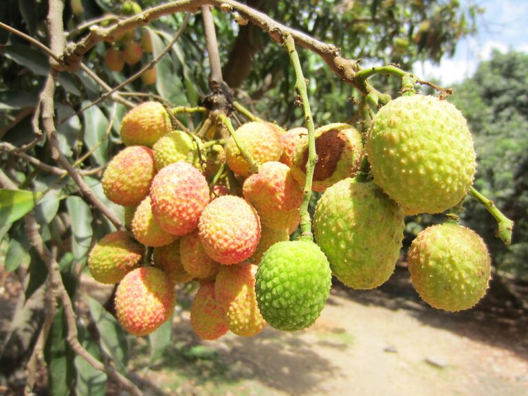 litchi wikimedia commons